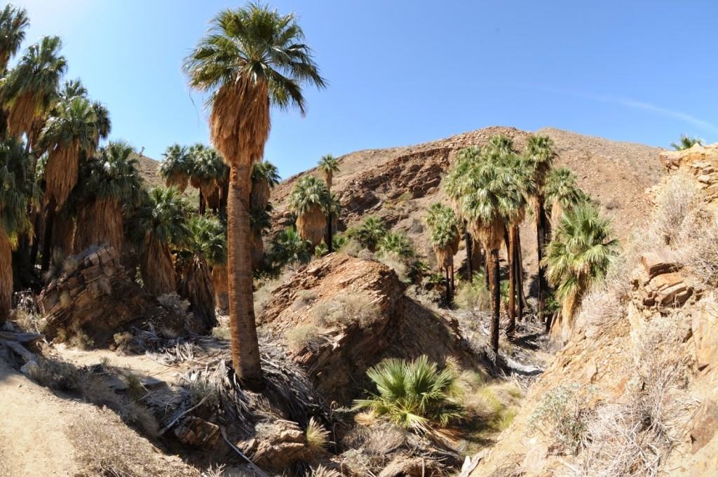 Palm Canyon Hiking Trail in Palm Springs - Go Hike It