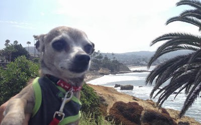 Orange County Dog Friendly Hikes