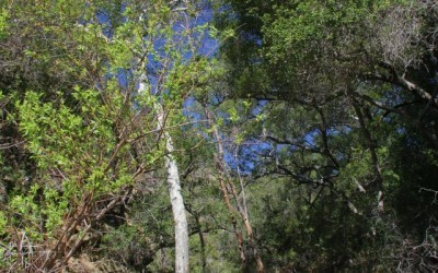 Black Star Canyon Falls Hiking Trail