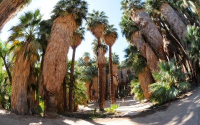 Palm Canyon Hiking Trail in Palm Springs