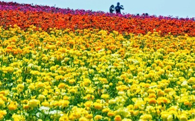 The Carlsbad Flower Fields – Hiking Trail