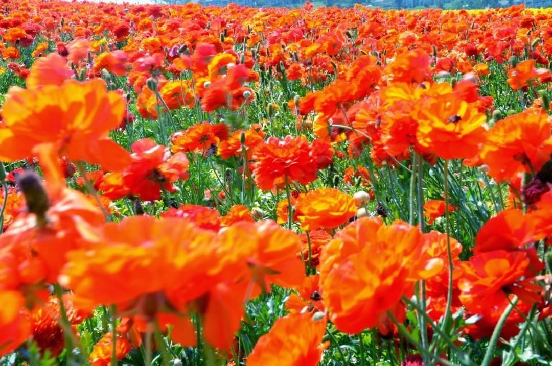 Piotr michalowski thesis 05 picture