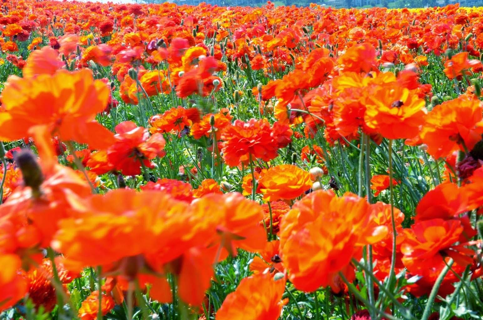 thecarlsbadflowerfieldsgohikeitsandiegotrailsamazingrainbow