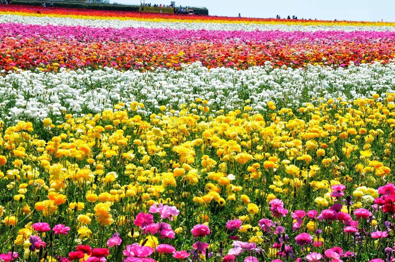 thecarlsbadflowerfieldsgohikeitsandiegotrailsamazingrainbow
