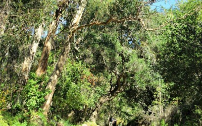 San Ysidro Montecito Waterfall Hike in Santa Barbara, CA