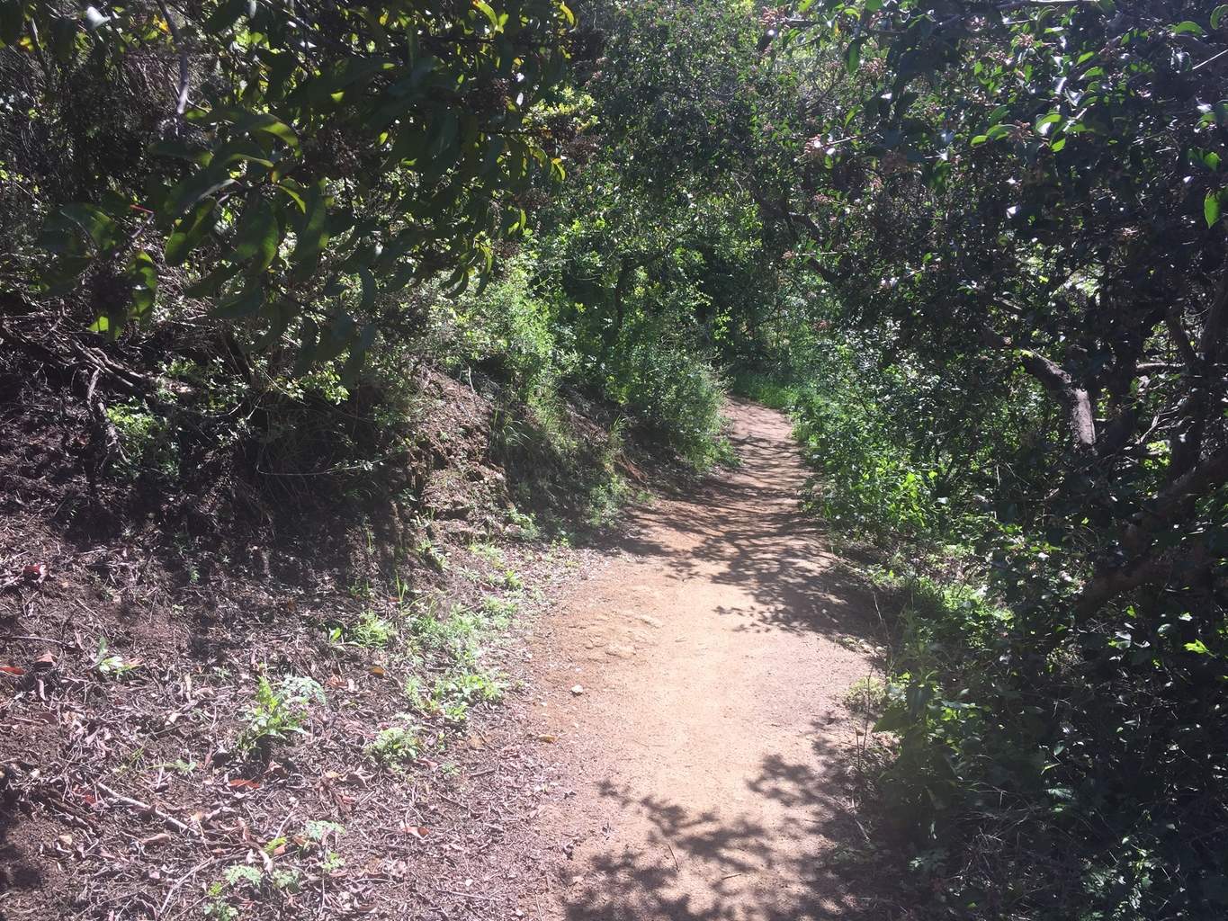 Franklin-Canyon-Park-Hike-Los-Angeles-Hiking-Trails-Santa-Monica-Mountains-4