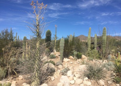 arizona hiking trail, Tucson hiking, arizona sonora living desert museum, desert hike, sonora hike, cactus hike, best arizona hiking trail