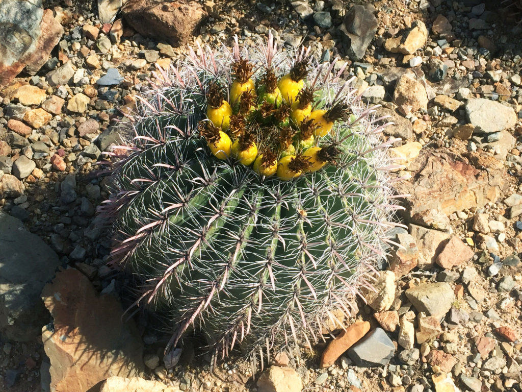 arizona hiking trail, Tucson hiking, arizona sonora living desert museum, desert hike, sonora hike, cactus hike, best arizona hiking trail