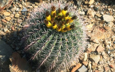 Arizona Hiking Trail | Arizona-Sonora Living Desert Museum Hike