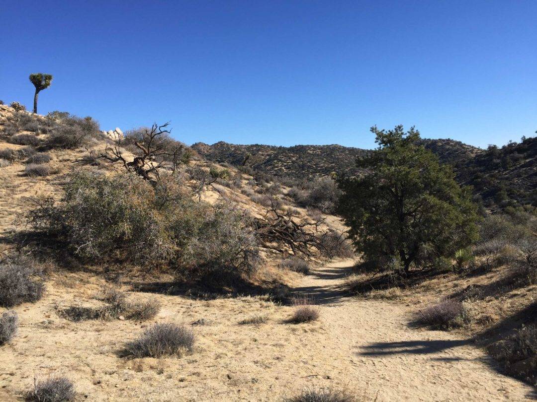 Janalyn edmonds and dissertation 02 picture