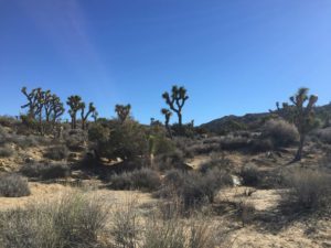 Joshua tree, joshua tree hiking trail, warren peak, palm springs hiking trail, desert hikes, palm springs hiking trail, warren peak, warren peak mountain