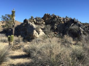Joshua tree, joshua tree hiking trail, warren peak, palm springs hiking trail, desert hikes, palm springs hiking trail, warren peak, warren peak mountain