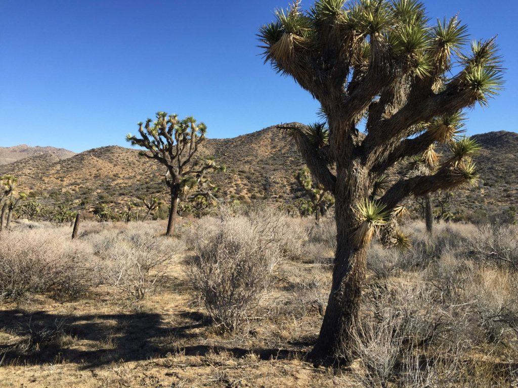 Joshua tree, joshua tree hiking trail, warren peak, palm springs hiking trail, desert hikes, palm springs hiking trail, warren peak, warren peak mountain