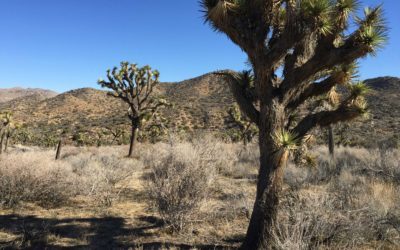 Joshua Tree | Warren Peak Hiking Trail