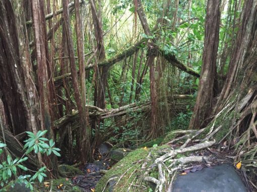 World champion b-boy 2021 image