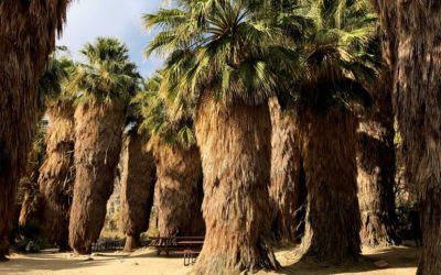 Coachella Valley Preserve | Palm Tree Oasis | McCallum Hiking Trail