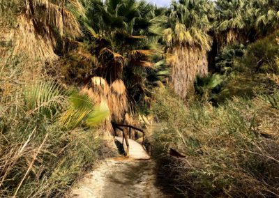 coachella valley perserve, palm springs hike, things to do in palm springs, palm tree hike, best hikes in palm springs, mccallum trail, sean tiner, ashley tiner