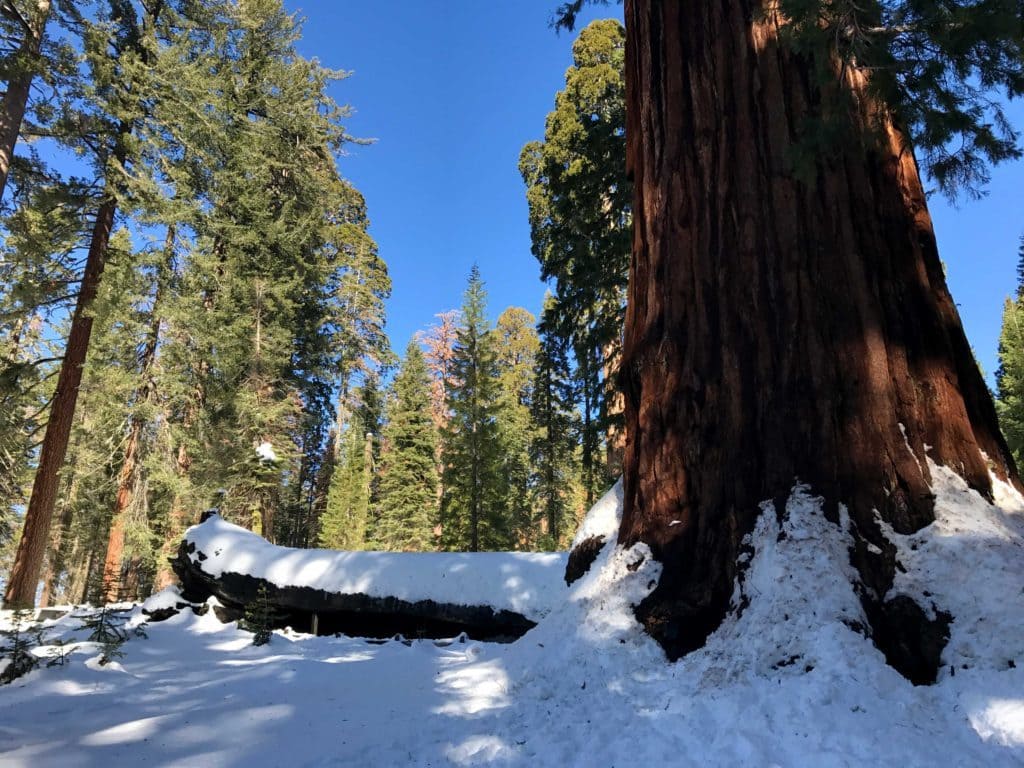 kings canyon national park, sequoia national park, kings canyon national park, general sherman tree, northern california hikes,