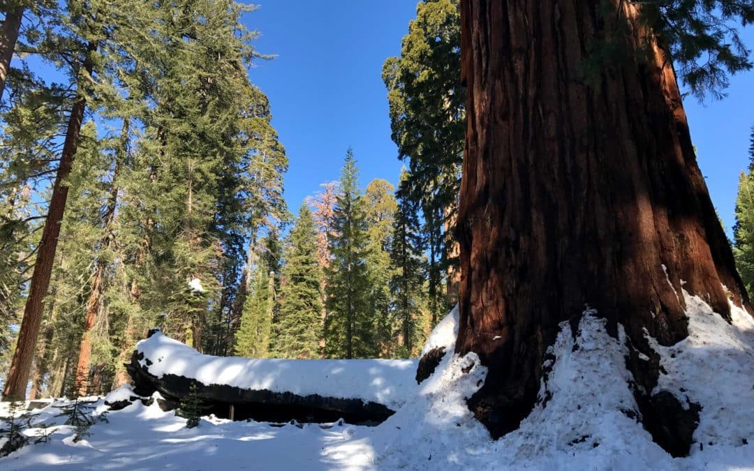 The General Sherman Tree Hiking Trail – Sequoia & Kings Canyon National Park