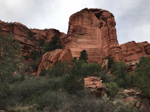Ajuga reptans picture