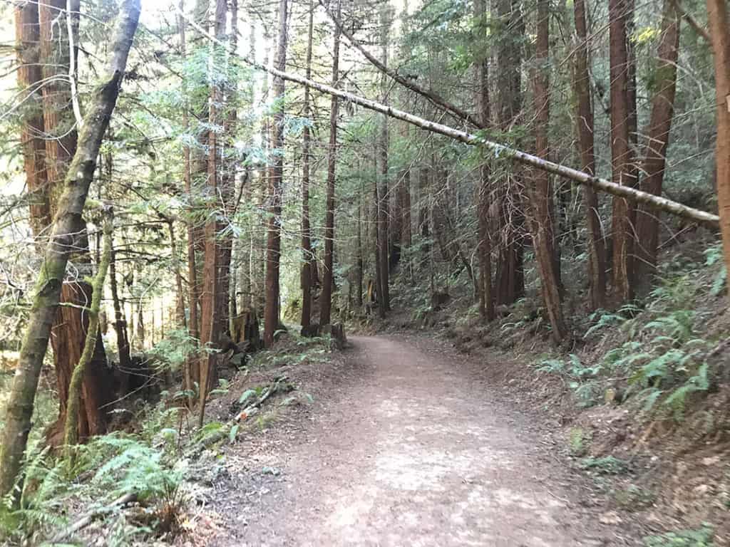purisimacreekredwoodshalfmoonbayhike25 Go Hike It