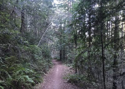 purisma creek redwoods, half moon bay hike, redwood hikes, best place to hike in half moon bay, san francisco hike, where to hike in half moon bay