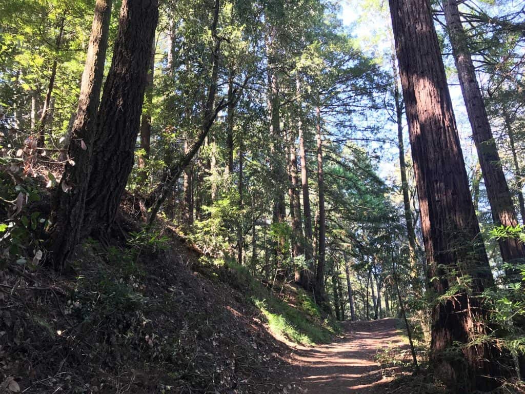 santa cruz redwoods hike, santa cruz hikes, where to hike in santa cruz, rincon fire road hike, best santa cruz places, redwoods hikes, go hike it, gohikeit