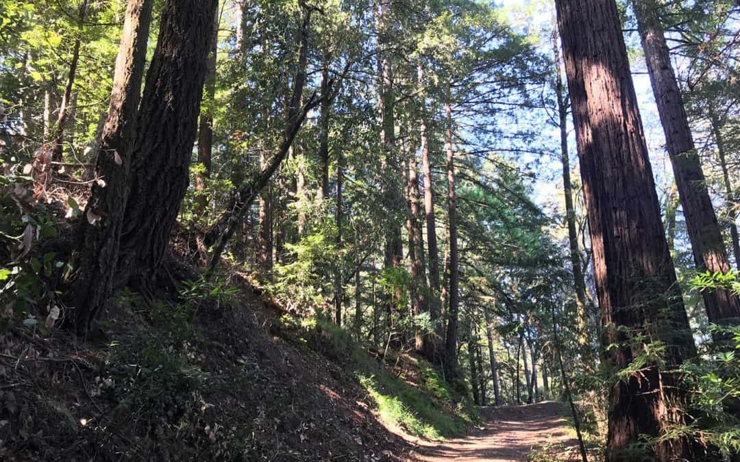 Santa Cruz Redwoods Hiking Trail | Rincon Fire Road Trail