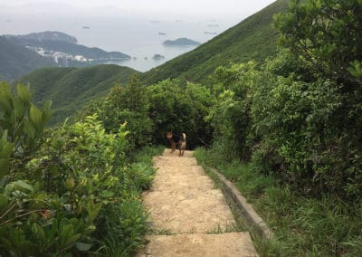the twins, hong kong hiking trail, violet hill hong kong, violet hill trail, where to hike in hong kong, best hong kong hikes